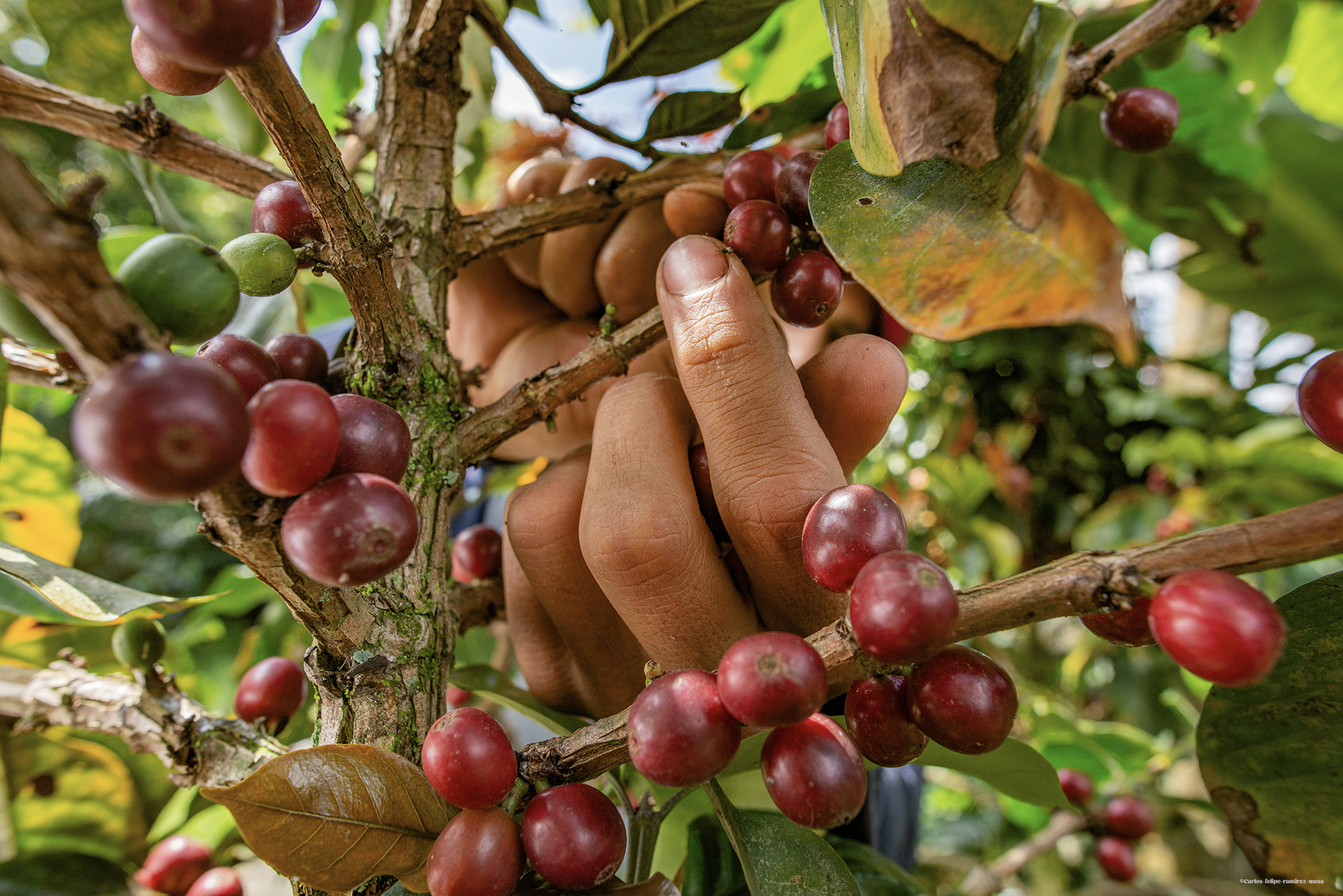 cafe-eco-responsable-litha-espresso