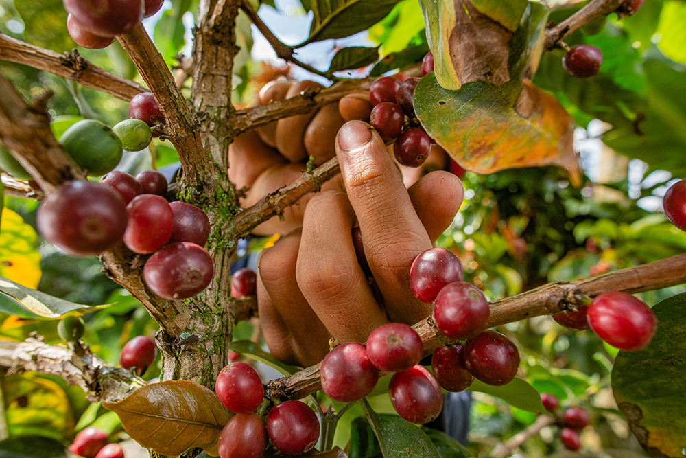World-coffee-research-litha-espresso